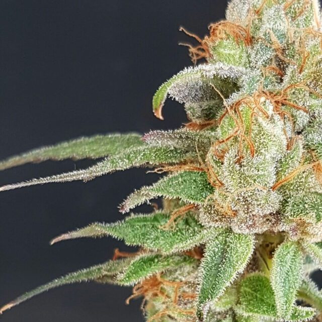 Wedding Cake Feminized Seeds