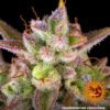 Wedding Cake Auto Feminized Seeds
