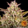 Wedding Cake Auto Feminized Seeds