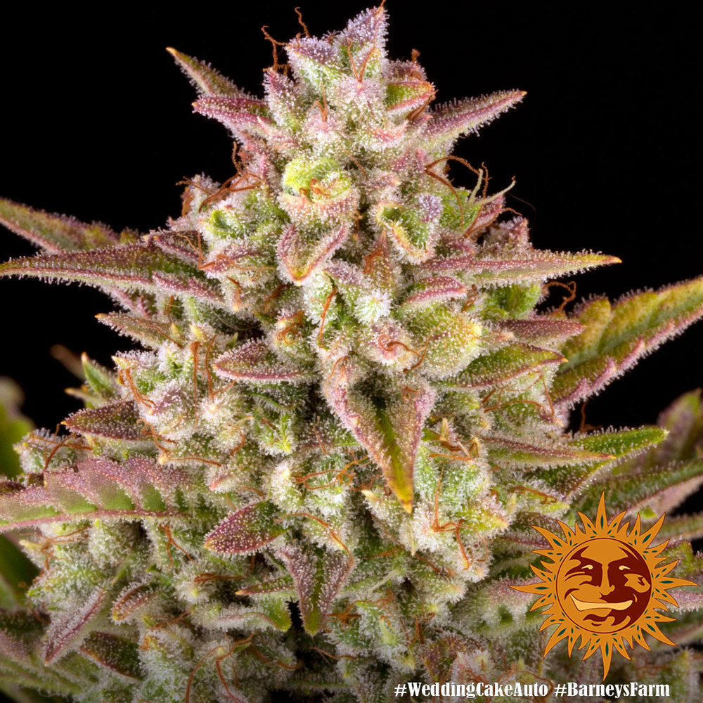 Wedding Cake Auto Feminized Seeds
