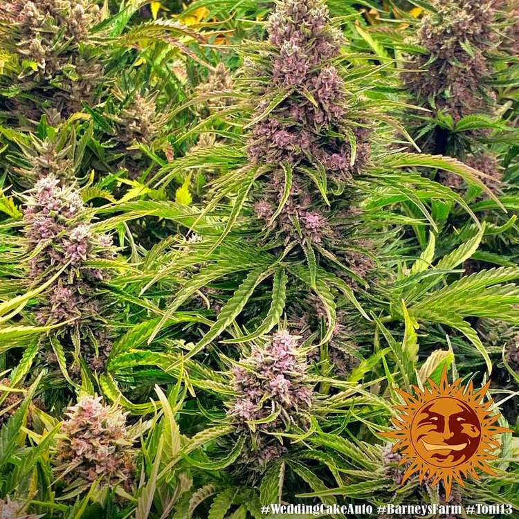 wedding-cake-auto_2_532660