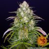 Wedding Cake Auto Feminized Seeds