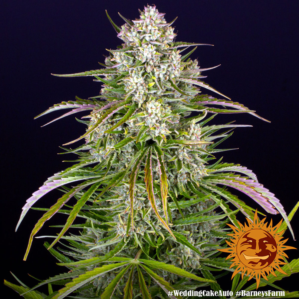 Wedding Cake Auto Feminized Seeds