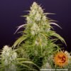 Wedding Cake Auto Feminized Seeds