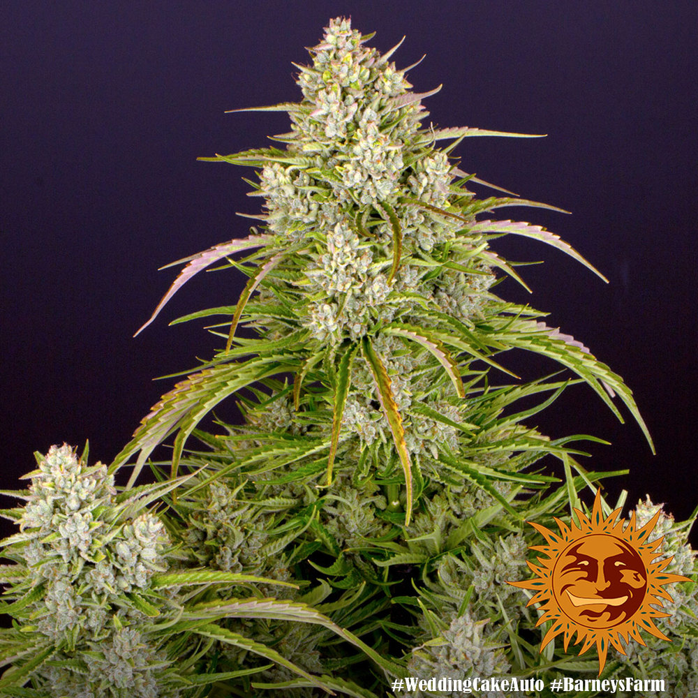Wedding Cake Auto Feminized Seeds