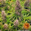Wedding Cake Auto Feminized Seeds