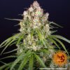 Wedding Cake Auto Feminized Seeds