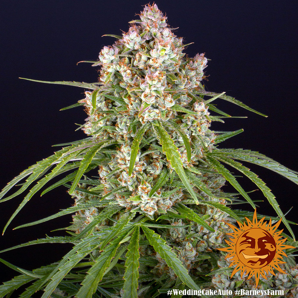 Wedding Cake Auto Feminized Seeds
