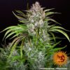 Wedding Cake Auto Feminized Seeds