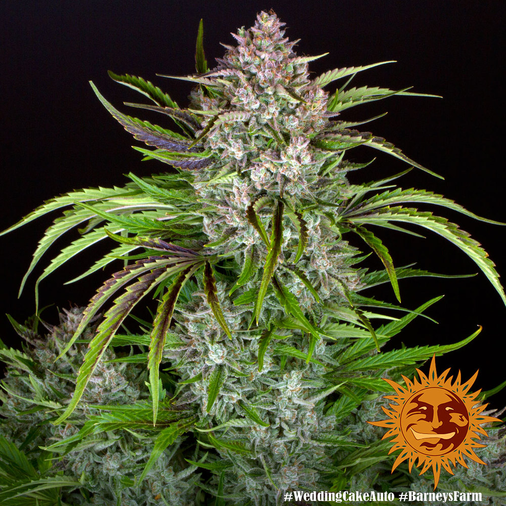 Wedding Cake Auto Feminized Seeds