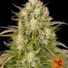 Wedding Cake Auto Feminized Seeds