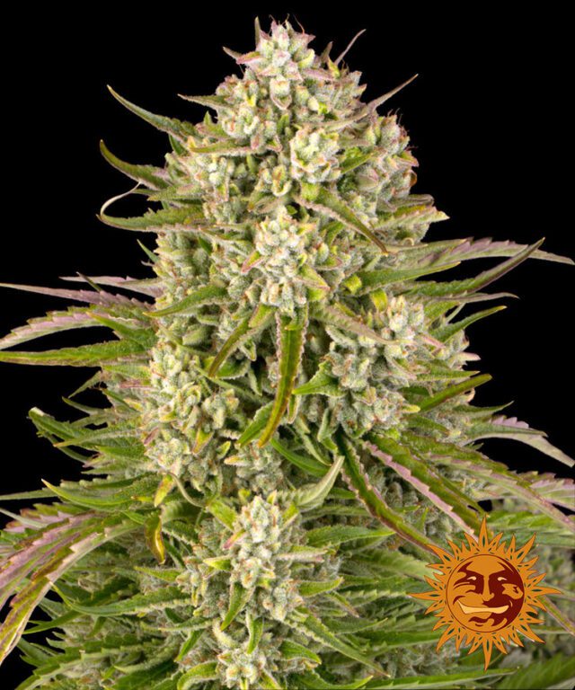 Wedding Cake Auto Feminized Seeds