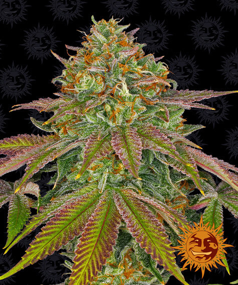 Wedding Cake Feminized Seeds