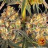Buy Wedding Cake Feminized Seeds by Barney's Farm in America - Image 8
