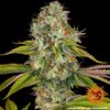 Wedding Cake Feminized Seeds