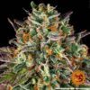 Wedding Cake Feminized Seeds