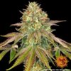 Wedding Cake Feminized Seeds