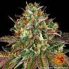 Wedding Cake Feminized Seeds