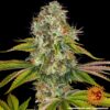 Wedding Cake Feminized Seeds