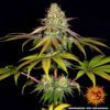 Wedding Cake Feminized Seeds