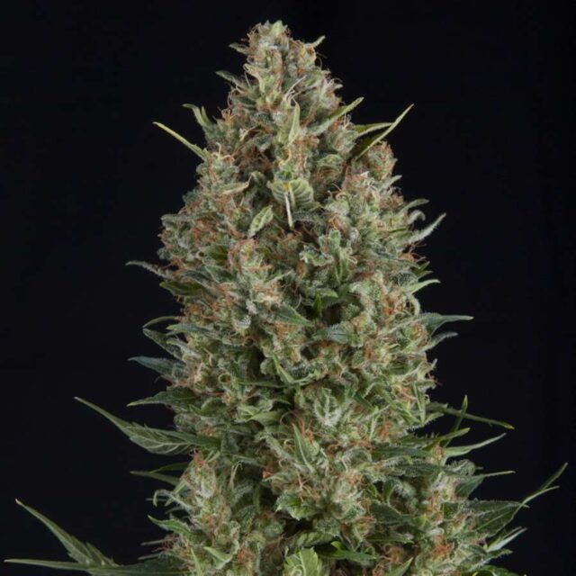 Wembley Feminized Seeds