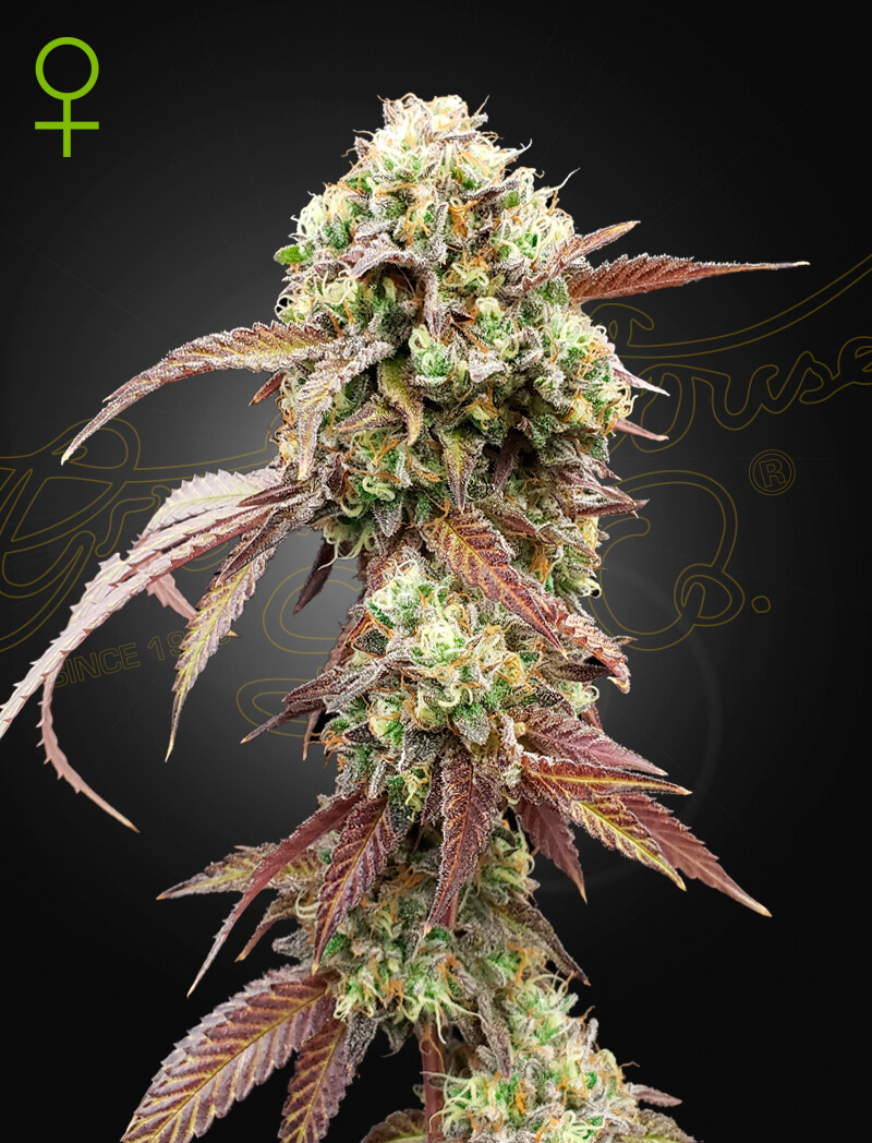 West Coast OG x Gelato 41 Auto Feminized Seeds
