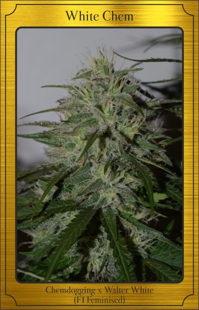 White Chem Auto Feminized Seeds