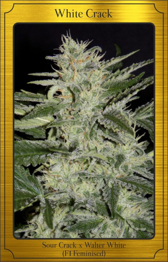 White Crack Auto Feminized Seeds