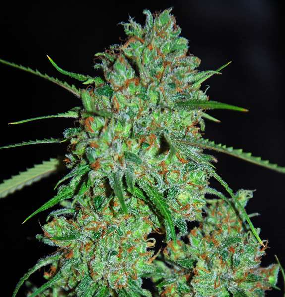 White Critical Feminized Seeds