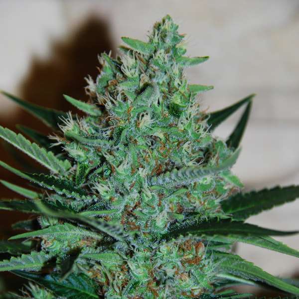 White Lavender Feminized Seeds