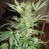 Buy White Rhino Feminized Seeds by Nirvana in America - Image 2