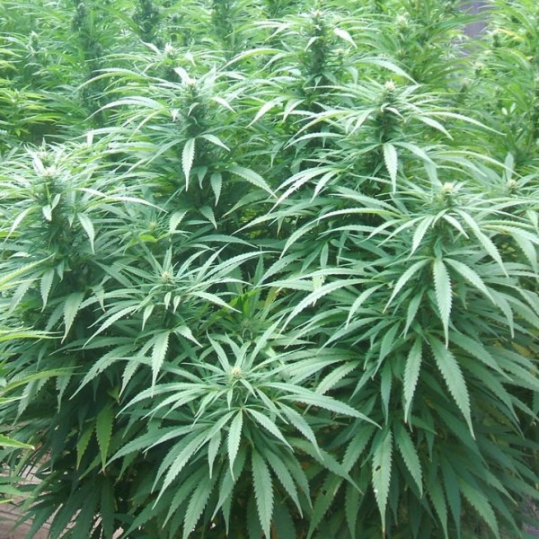 White Rhino Feminized Seeds