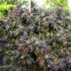 Buy White Runtz FAST Feminized Seeds by Humboldt Seed Org. in America - Image 2