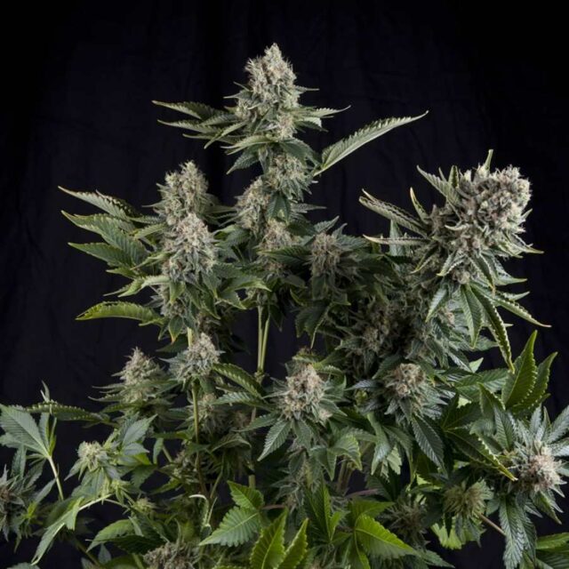 White Widow Feminized Seeds