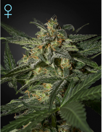 Sale of feminised cannabis seed Greenhouse Seeds Fullgas!