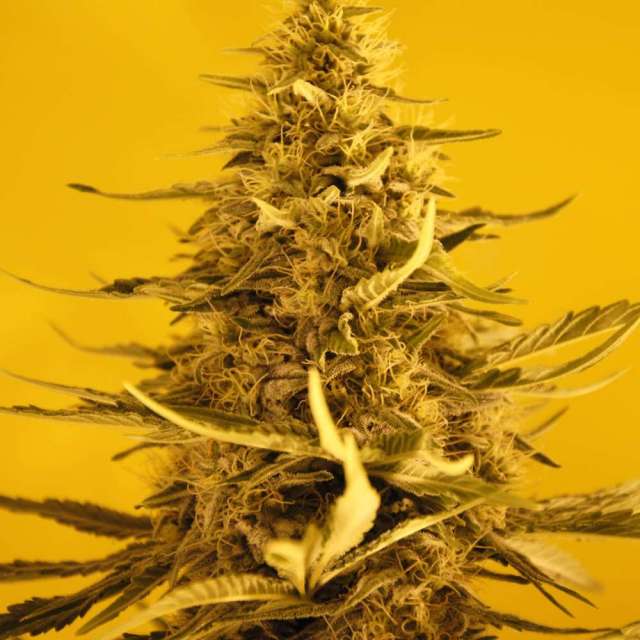 White Widow Auto Feminized Seeds