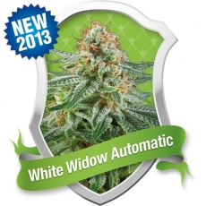 White Widow Auto Feminized Seeds