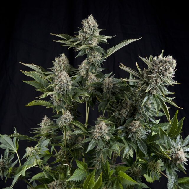 White Widow CBD Feminized Seeds