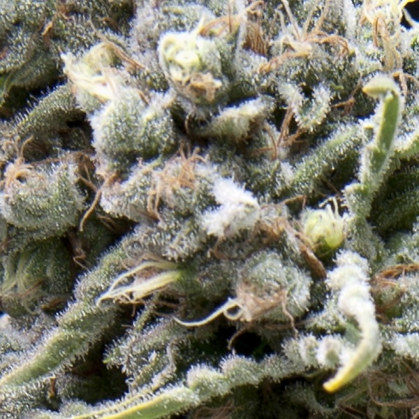 White Widow CBD Auto Feminized Seeds