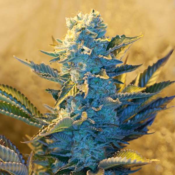 White Widow Feminized Seeds