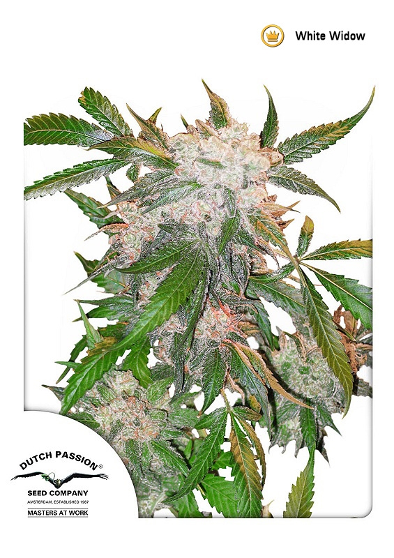 White Widow Regular Seeds