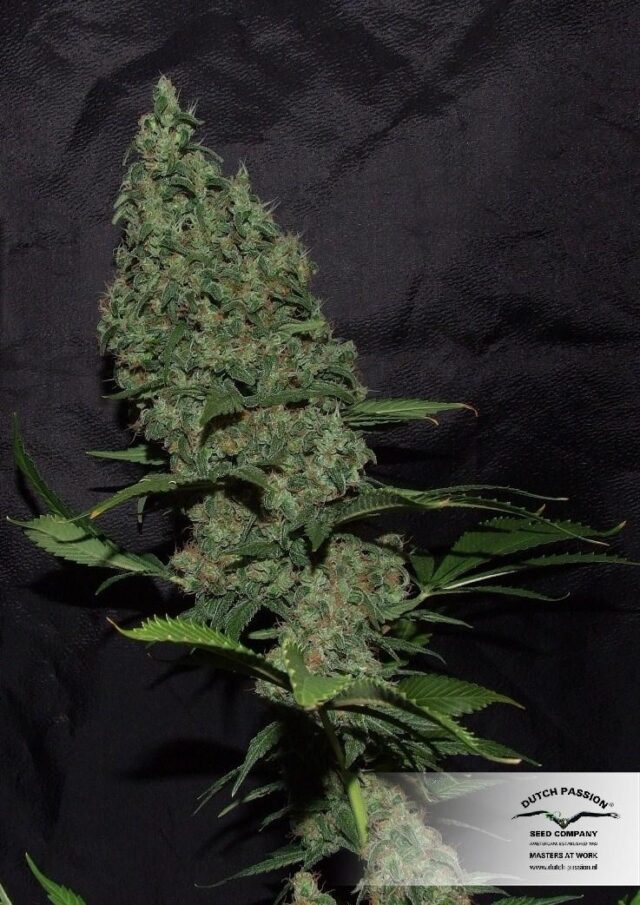 White Widow x The Ultimate Regular Seeds