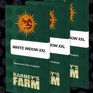 White Widow XXL Feminized Seeds
