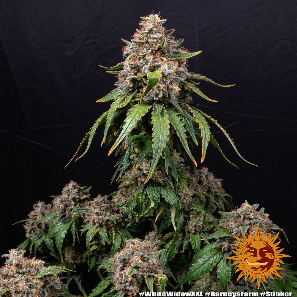 white-widow-xxl-support-3