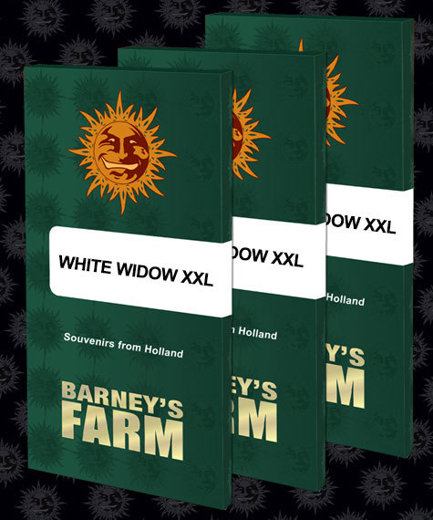 White Widow XXL Feminized Seeds