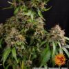 Buy White Widow XXL Feminized Seeds by Barney's Farm in America - Image 8
