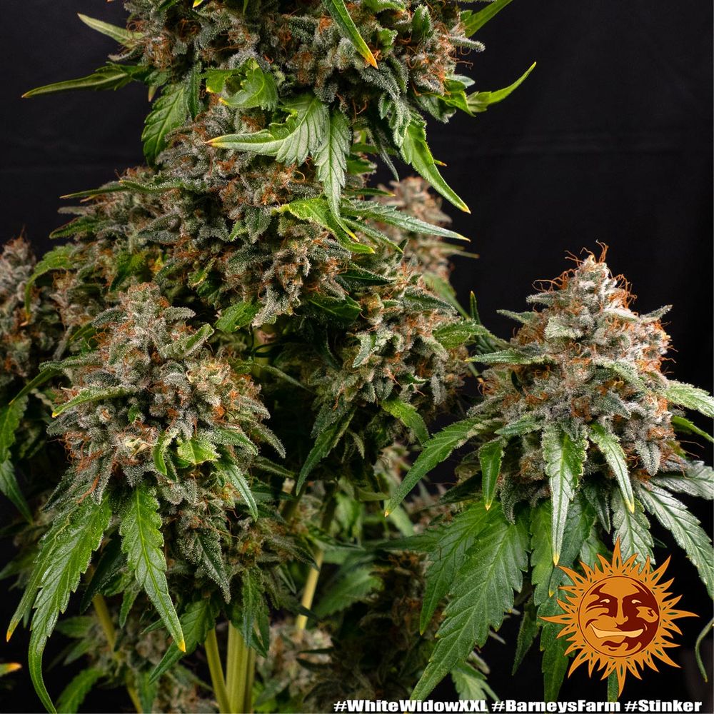 Buy White Widow XXL Feminized Seeds by Barney's Farm in America - Image 8