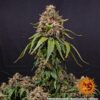 White Widow XXL Auto Feminized Seeds