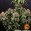 White Widow XXL Auto Feminized Seeds