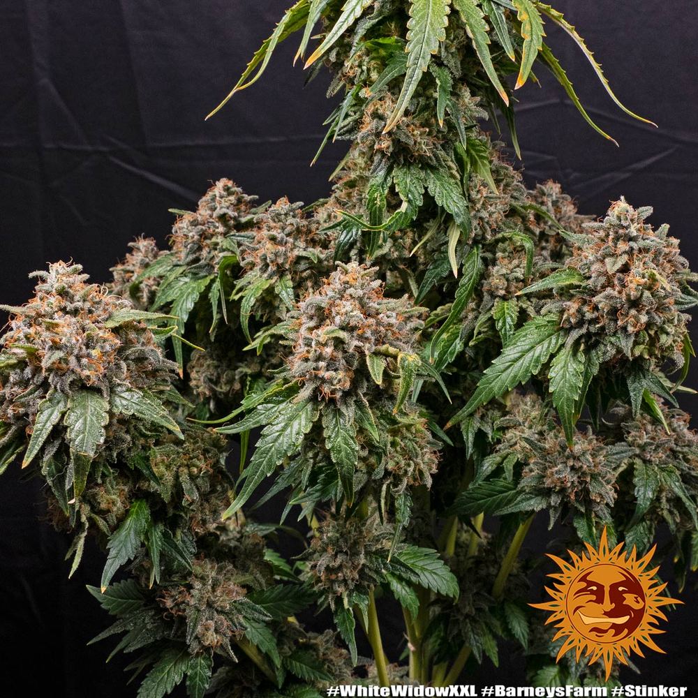 White Widow XXL Auto Feminized Seeds